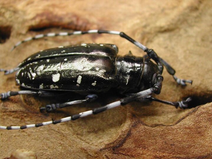 Invasive longhorned beetle (Anoplophora glabripennis)