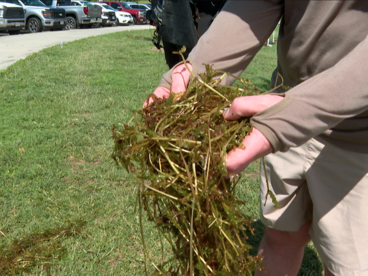Hands holding a bundle of wet curly-leaf pondweed near a grassy area with parked cars in the background.