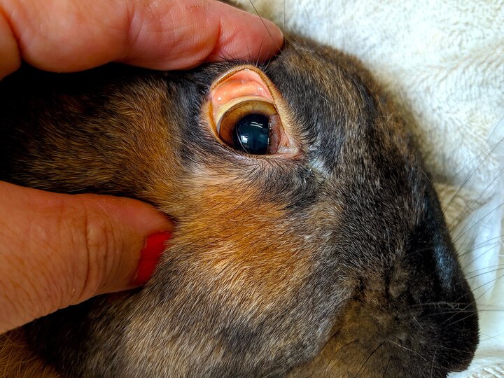 Adult rabbit (Oryctolagus cuniculus) with jaundice. Yellowing of the mucous membranes and sclera is visible.