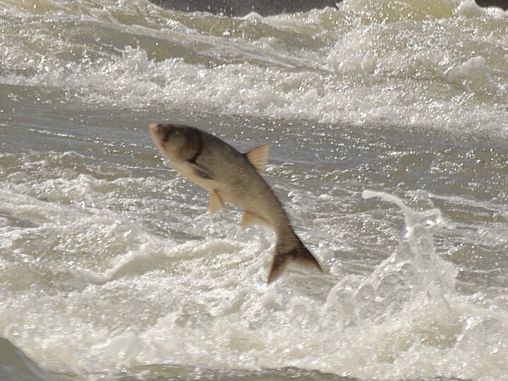 A silver carp fish jumping out of moving water