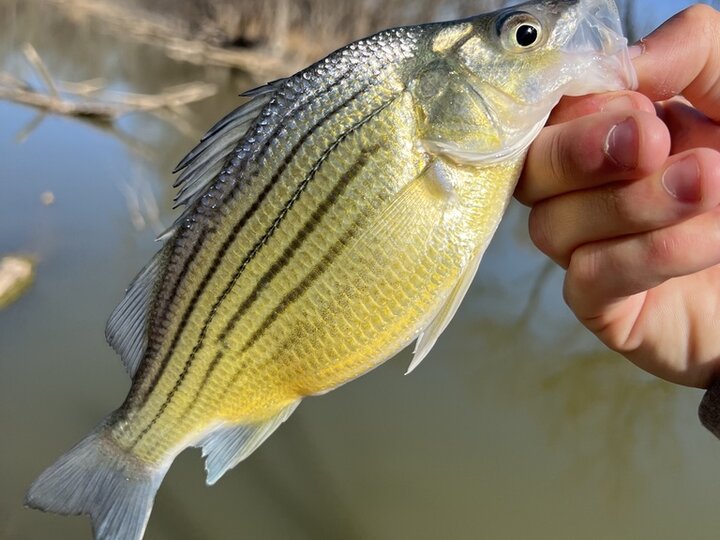 A yellow bass fish