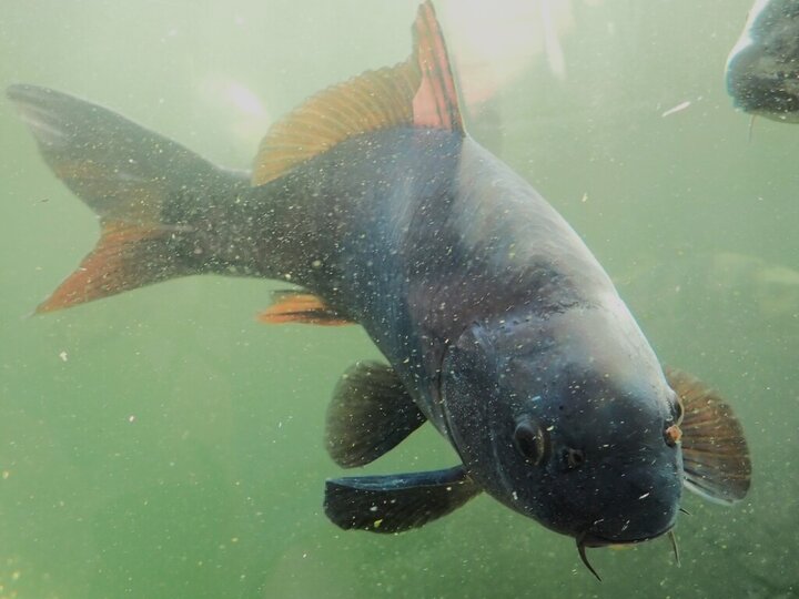 A common carp fish