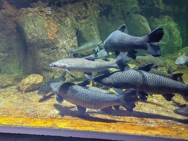 A school of black carp fish swimming in an aquarium