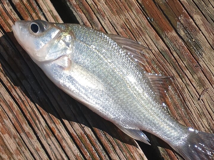 A white perch fish