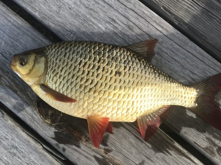 A rudd fish
