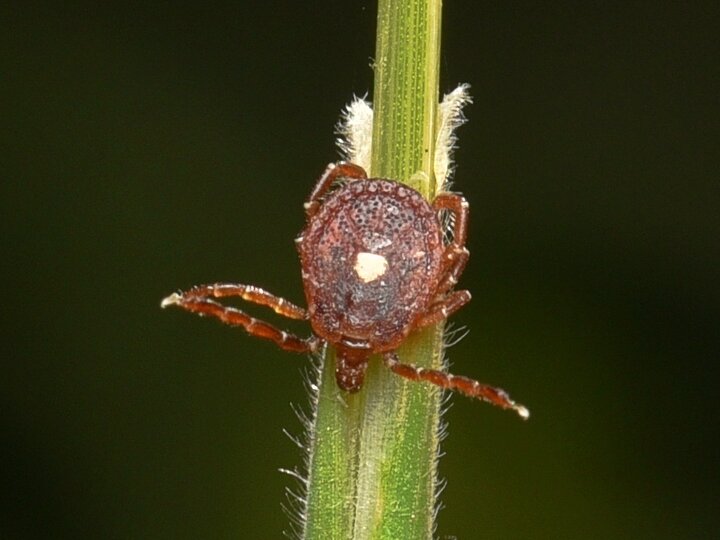 Lone star tick perched on a green stem against a dark background.