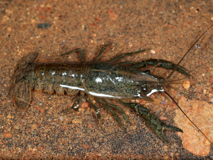 A closeup of a marbled crayfish on sand.