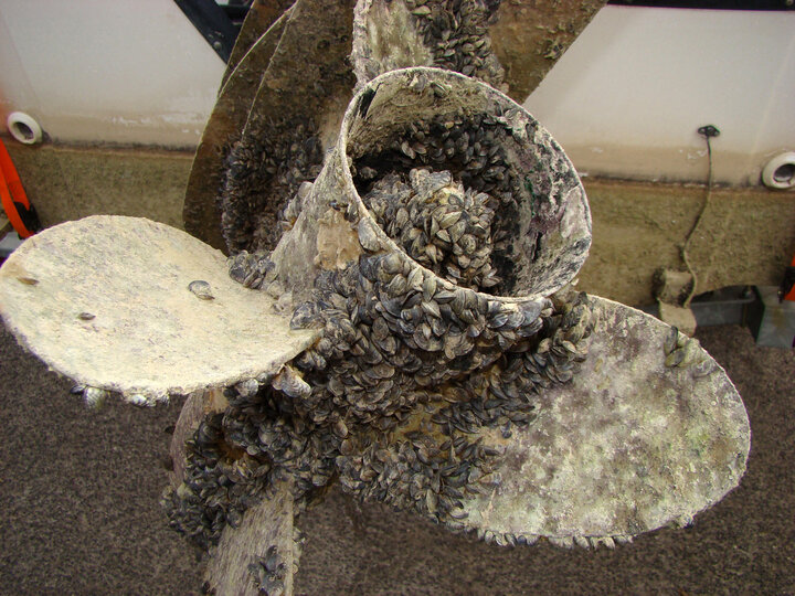 Boat propeller heavily encrusted with barnacles and mussels.