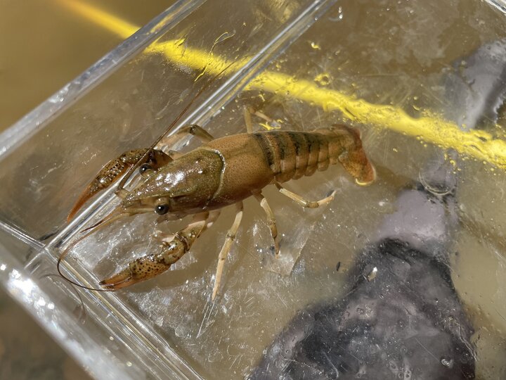 The top profile of a white river crayfish seen in a clear box