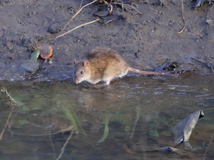 A closeup of an adult Norway rat wading in shallow water