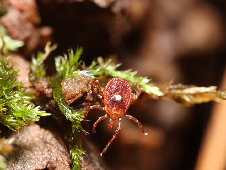 Red tick crawling on mossy vegetation with detailed textures.