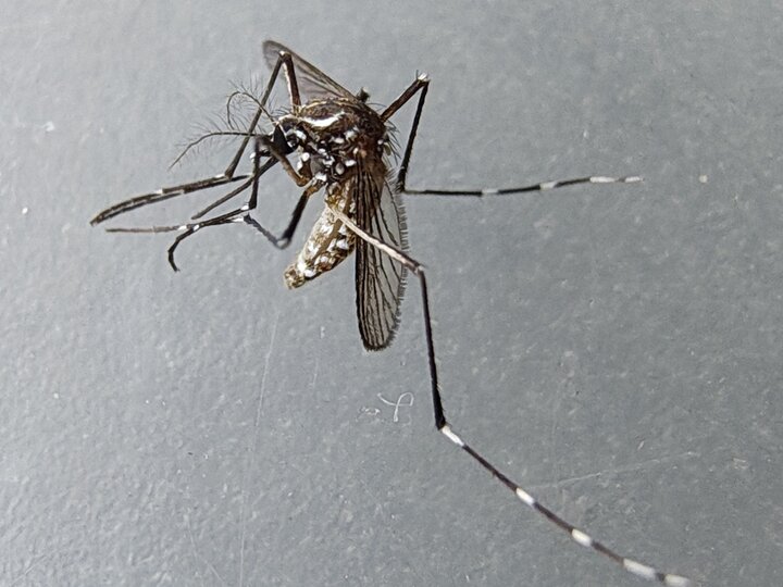 A closeup of an adult yellow fever mosquito