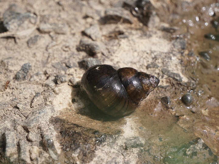 A closeup of a Japanese mystery snail on a sandy shore next to shallow water