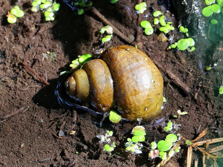 A closeup of a Chinese mystery snail submerged in shallow water