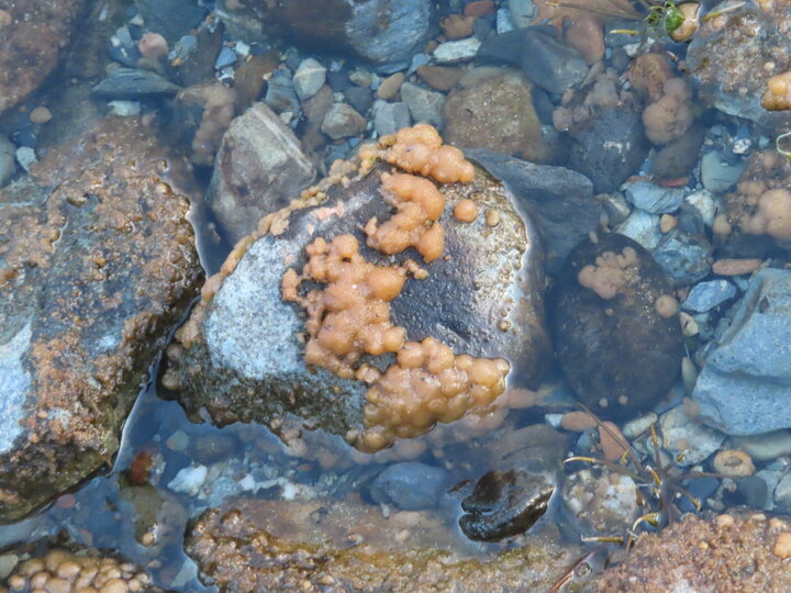 Didymo on a rock submerged in water.