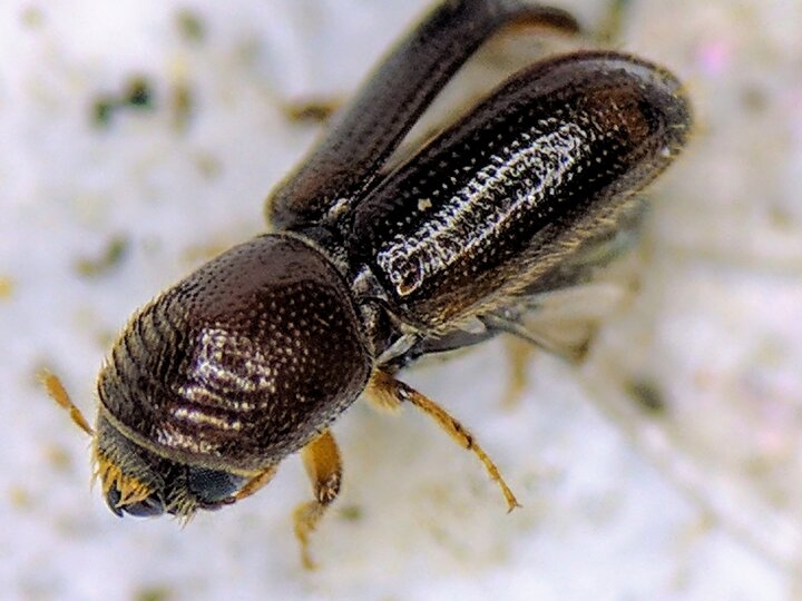A closeup of an adult walnut twig beetle