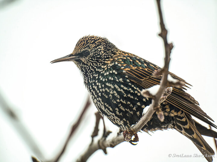 A closeup side profile view of an adult European starling perched on a snowy tree branch