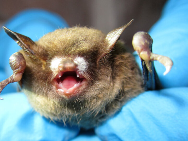 White nose syndrome caused by Pseudogymnoascus destructans fungus on the muzzle of a little brown bat.