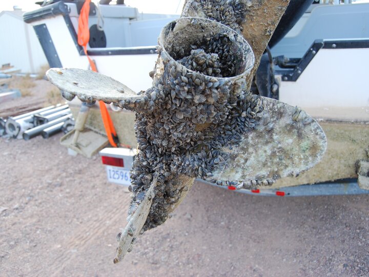 Zebra mussels attached to boat propeller