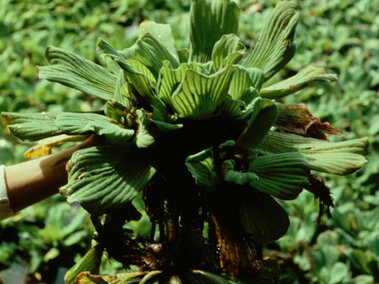 A water lettuce plant held by an individual with an infestation of water lettuce plants shown in the background.