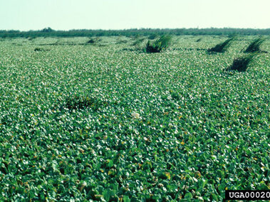 A severe infestation of water lettuce.