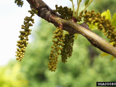 Catkins hanging from a tree branch against a blurred green background.