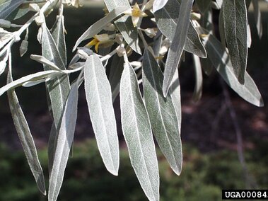 Silvery-green elongated leaves hanging from a Russian olive branch.