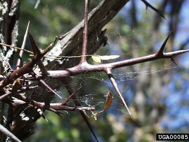 Sharp tree thorns with cobwebs and a blurred natural background.
