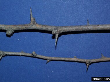 Two thorny branches against a blue background.