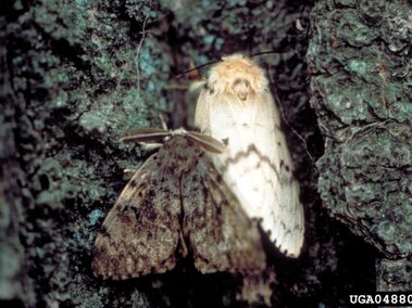 Two moths resting on rough tree bark, one light-colored and one dark.