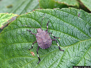 Brown stink bug resting on a vibrant green leaf.
