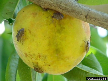 Four brown stink bugs on a ripe yellow peach hanging from a tree branch.