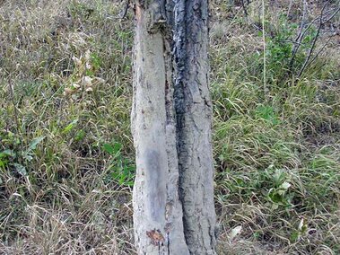 Tree trunk with damaged bark exposing pale inner wood, surrounded by dry grass and vegetation.