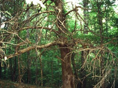 Large mature branching eastern redcedar in a wooded area