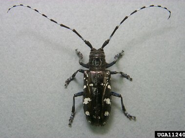 Adult Asian longhorned beetle with long, patterned antennae and white spots on its back, displayed on a light surface.