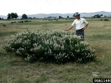 Man standing next to a goatsrue bush in an open grassy field.