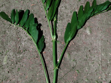Goatsrue stem with multiple branches, lying on a dirt surface.