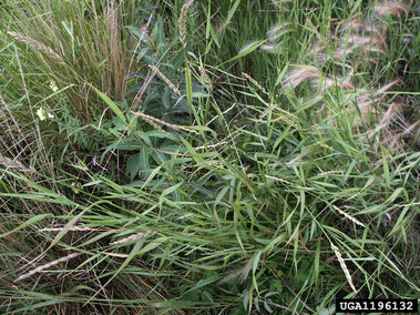 Dense green quackgrass growing in a field.