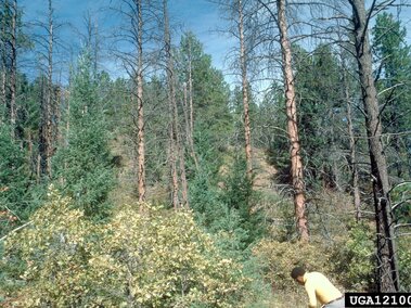 Evergreen forest interspersed with dead and dying pines. 