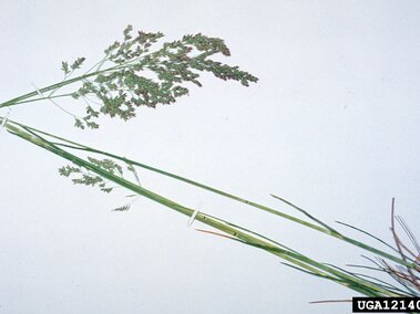 Thin green Kentucky bluegrass stems with clustered seed heads against a plain light background.