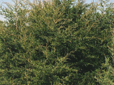 Eastern redcedar trees