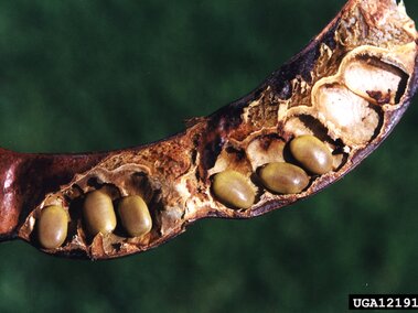 Honey locust seed pod with visible seeds. 