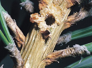 Stem of a plant with a hole and frayed edges, surrounded by green leaves and damaged areas.