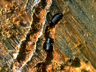 Pair of adult mountain pine beetles constructing an egg gallery. 