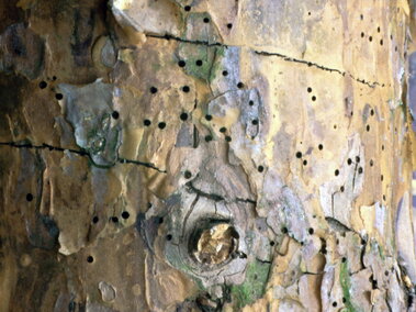 Bark of a tree with small round holes and peeling texture, showing signs of pest activity.