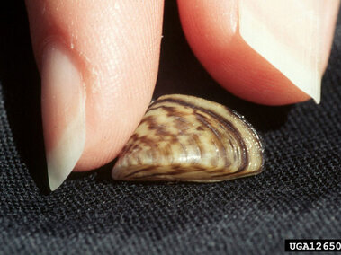A closeup of a zebra mussel between an individual's fingertips