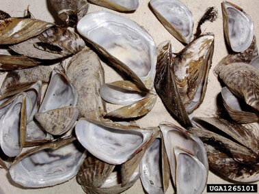 A closeup of the interior of zebra mussel shells