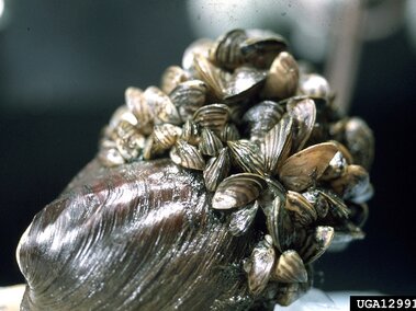 A native clam (Amblema plicata) with zebra mussels attached to it