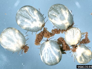 Engorged ticks with light-patterned shells surrounded by clusters of small brown eggs on a blue surface.