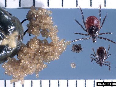 Ticks in various life stages and a cluster of eggs displayed on a reflective surface with a scale.